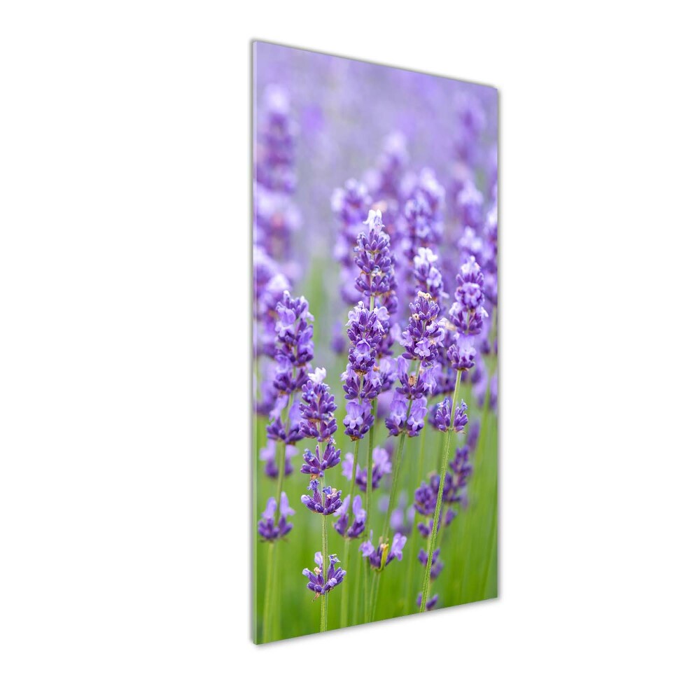 Acrylic glass print Lavender field