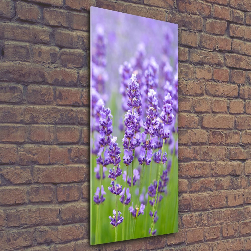 Acrylic glass print Lavender field