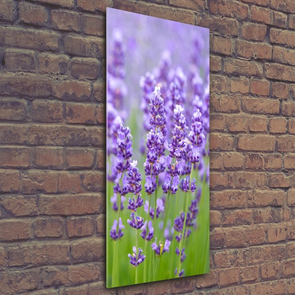 Acrylic glass print Lavender field