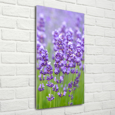 Acrylic glass print Lavender field