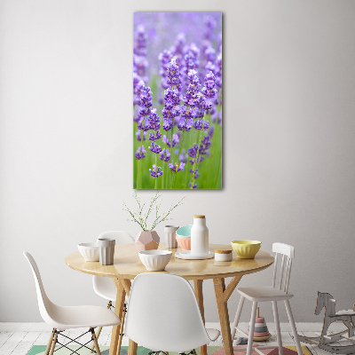 Acrylic glass print Lavender field