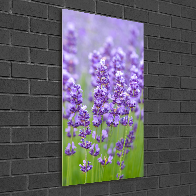 Acrylic glass print Lavender field