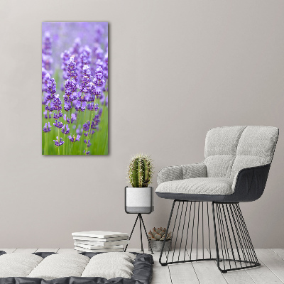 Acrylic glass print Lavender field