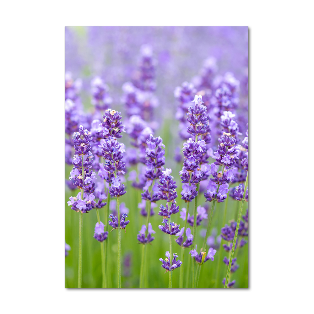 Acrylic glass print Lavender field