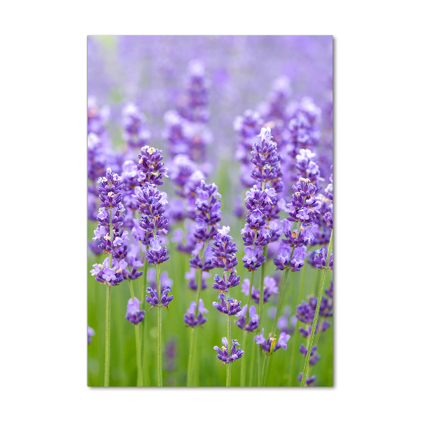 Acrylic glass print Lavender field