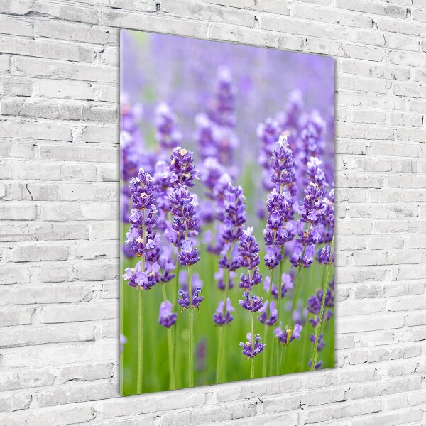 Acrylic glass print Lavender field