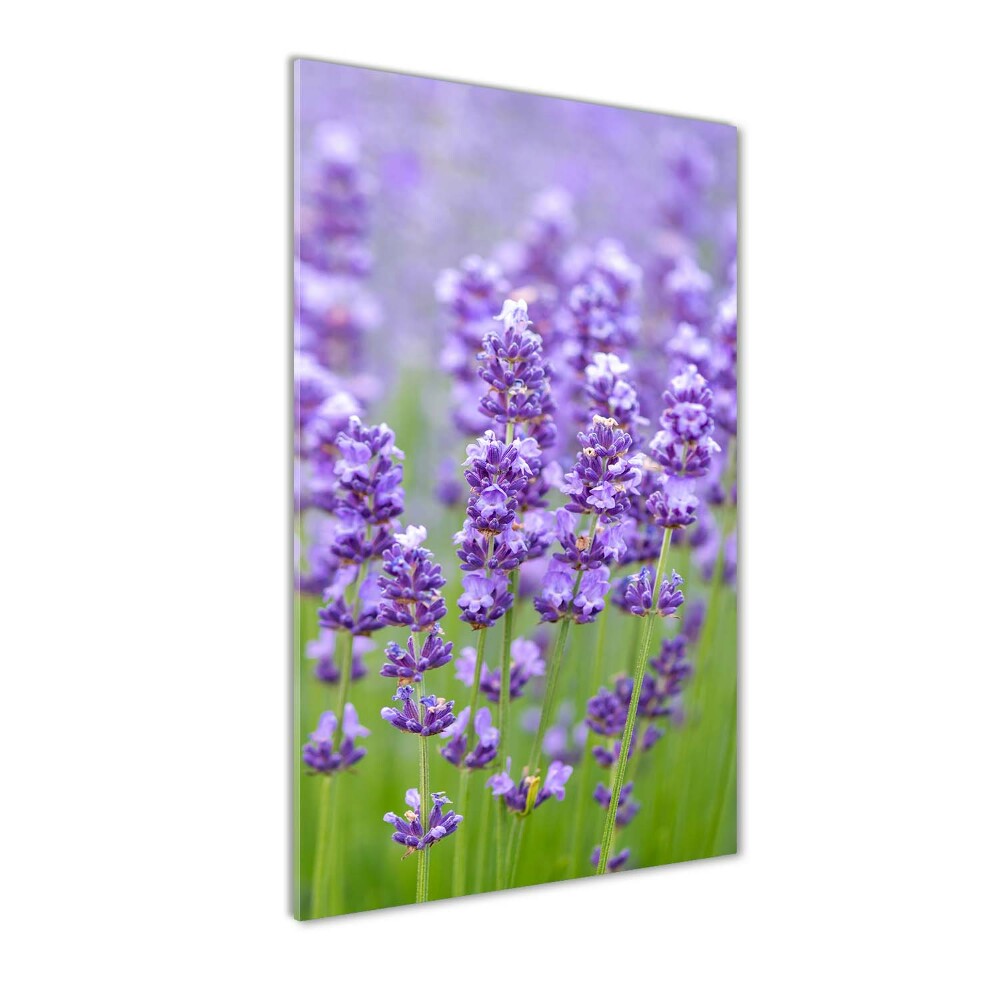 Acrylic glass print Lavender field