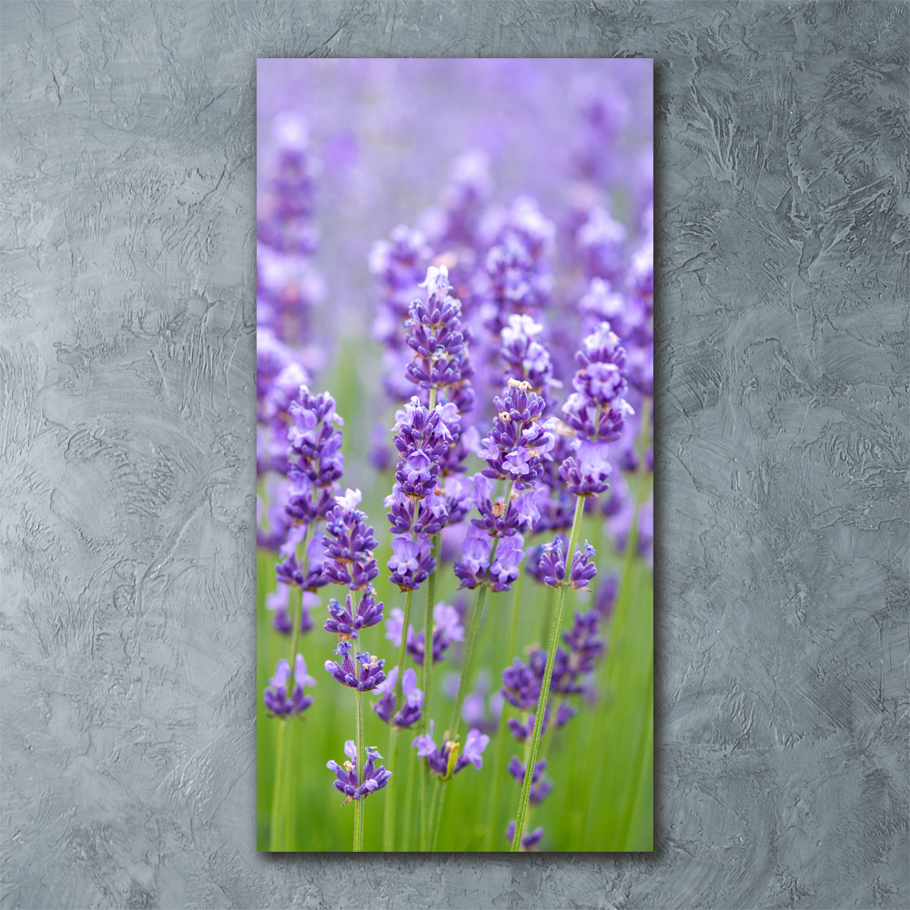 Acrylic glass print Lavender field