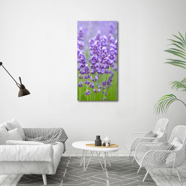 Acrylic glass print Lavender field