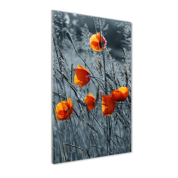 Print on acrylic Field poppies