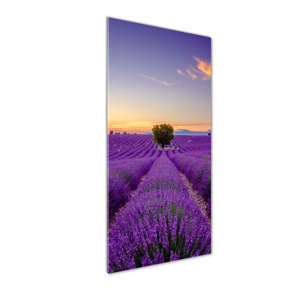 Print on acrylic glass Lavender field