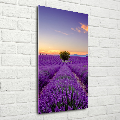 Print on acrylic glass Lavender field