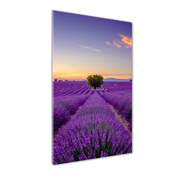 Print on acrylic glass Lavender field