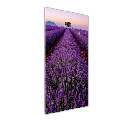 Acrylic glass print Lavender field