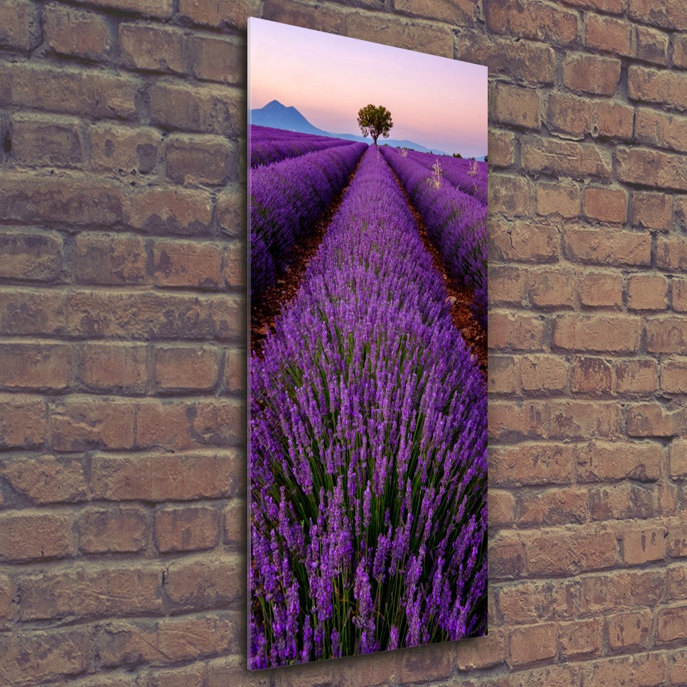 Acrylic glass print Lavender field