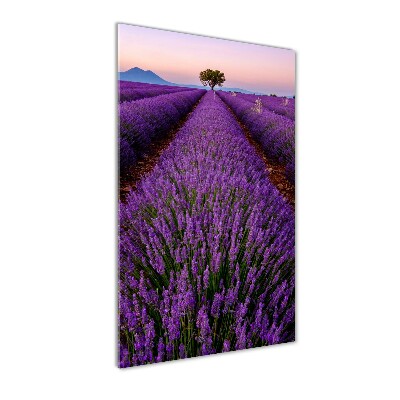 Acrylic glass print Lavender field