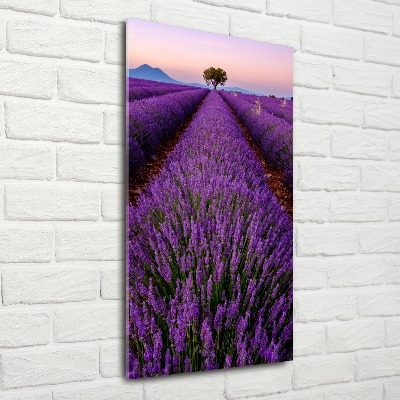 Acrylic glass print Lavender field