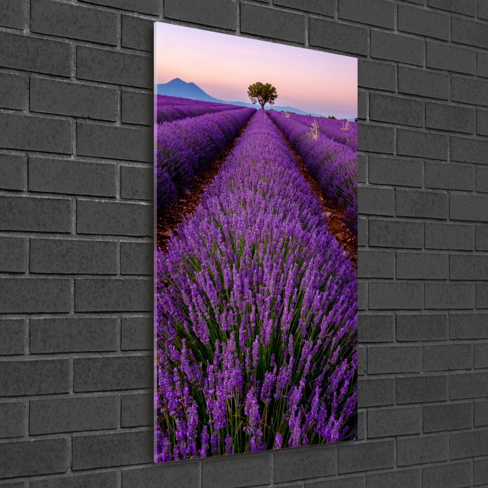 Acrylic glass print Lavender field