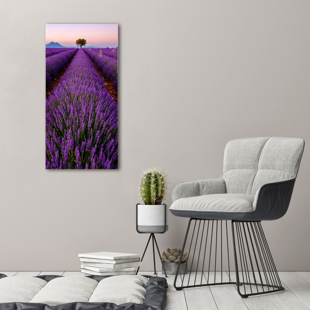 Acrylic glass print Lavender field