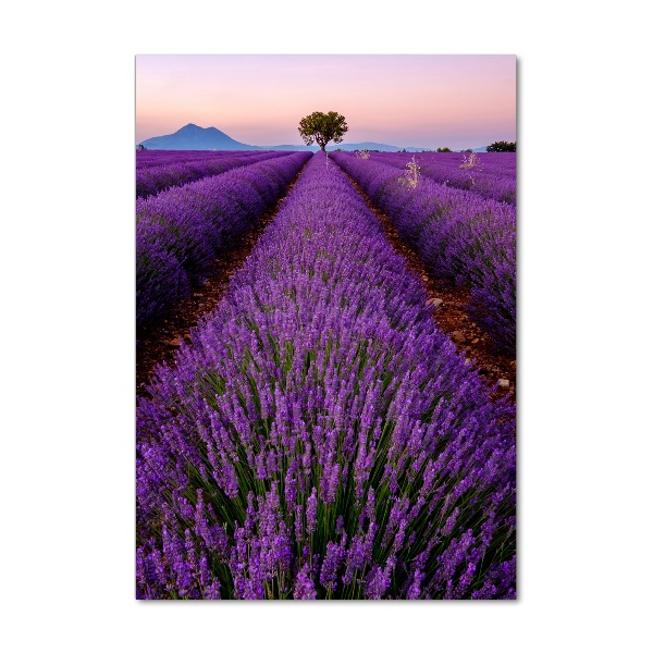 Acrylic glass print Lavender field