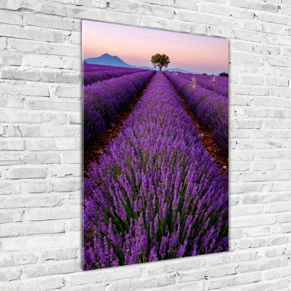 Acrylic glass print Lavender field