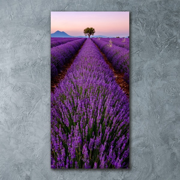 Acrylic glass print Lavender field