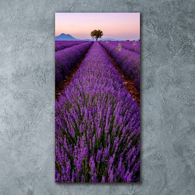 Acrylic glass print Lavender field