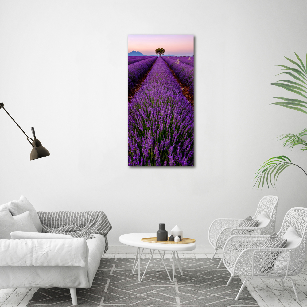 Acrylic glass print Lavender field