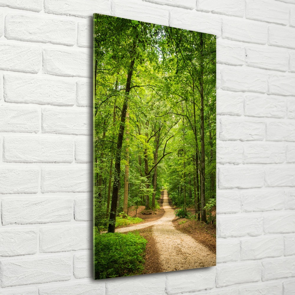 Acrylic glass print Path in the forest