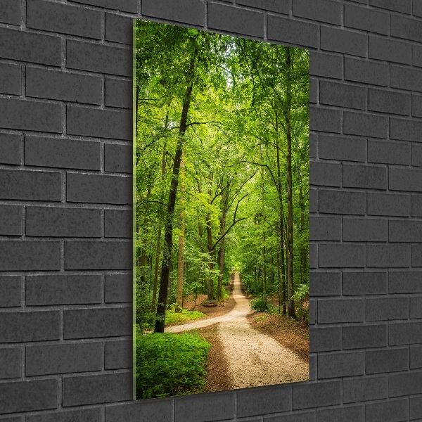 Acrylic glass print Path in the forest