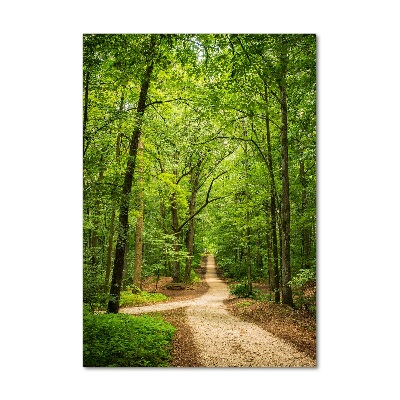 Acrylic glass print Path in the forest