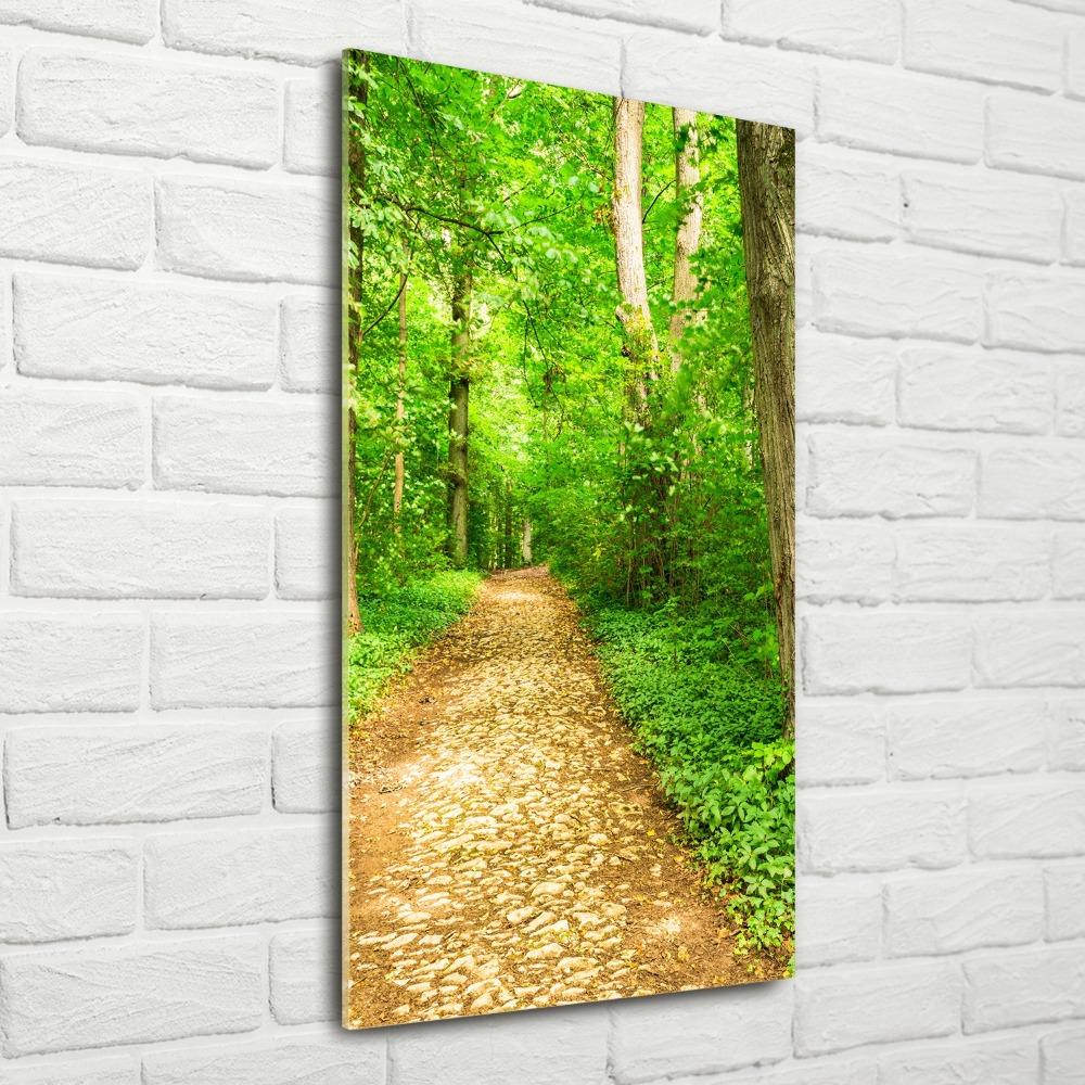 Acrylic glass print Path in the forest