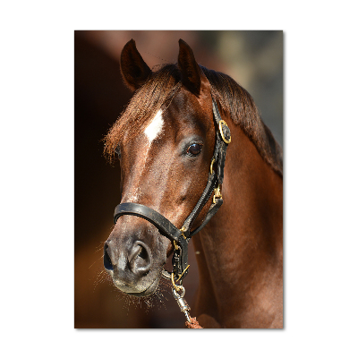 Print on acrylic Portrait of a horse