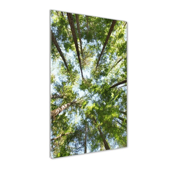 Crown of trees