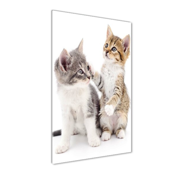 Two little cats