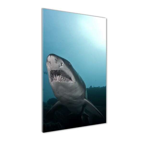 Large shark