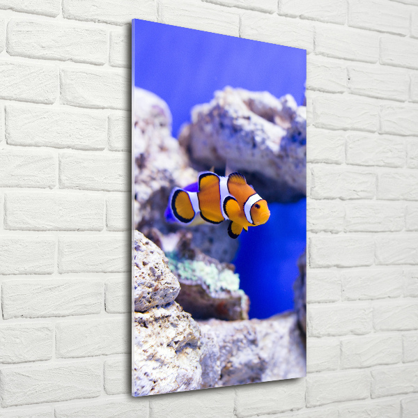 Print on acrylic Nemo fish