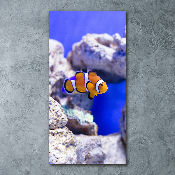 Print on acrylic Nemo fish