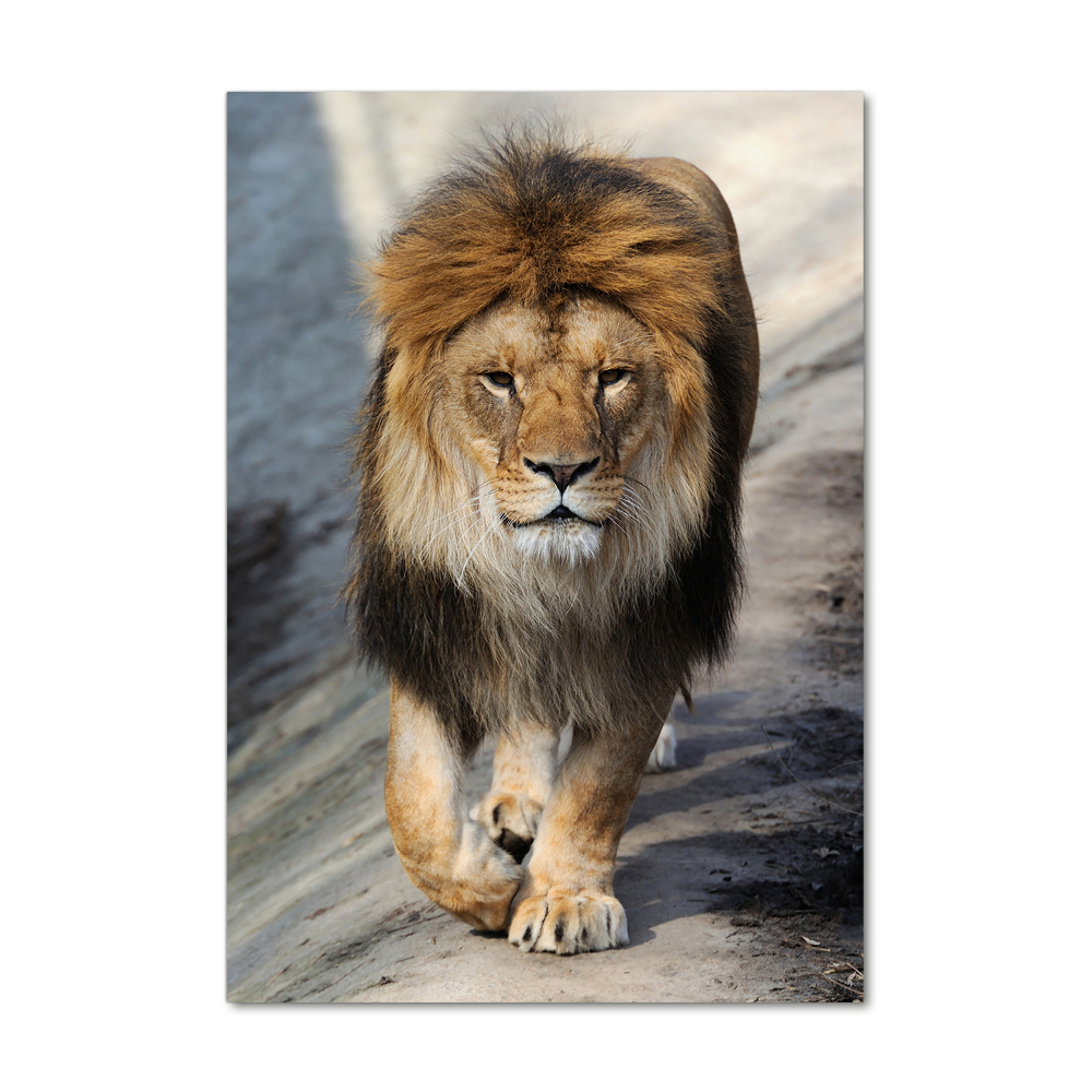 Acrylic wall art Lion