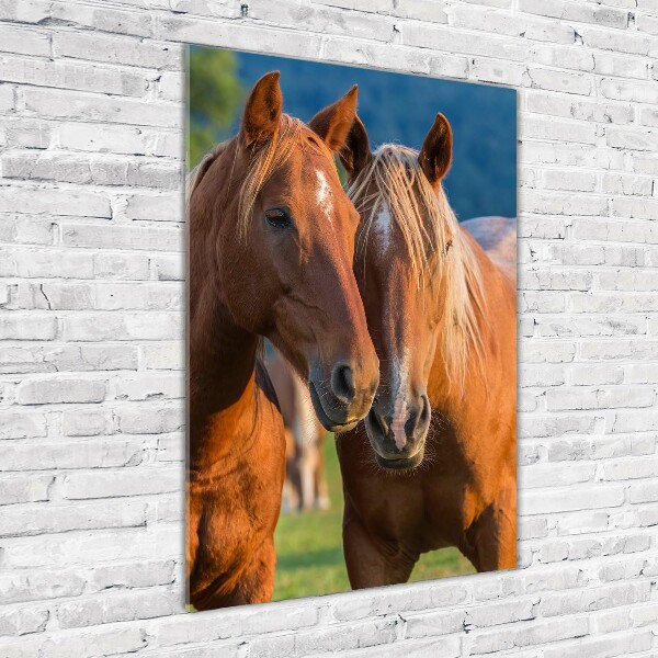 Print on acrylic Two horses