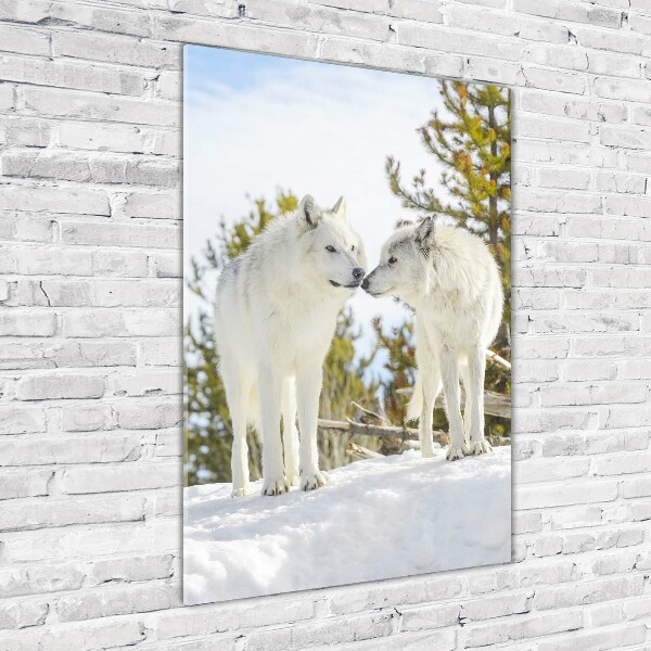 Print on acrylic Two white wolves