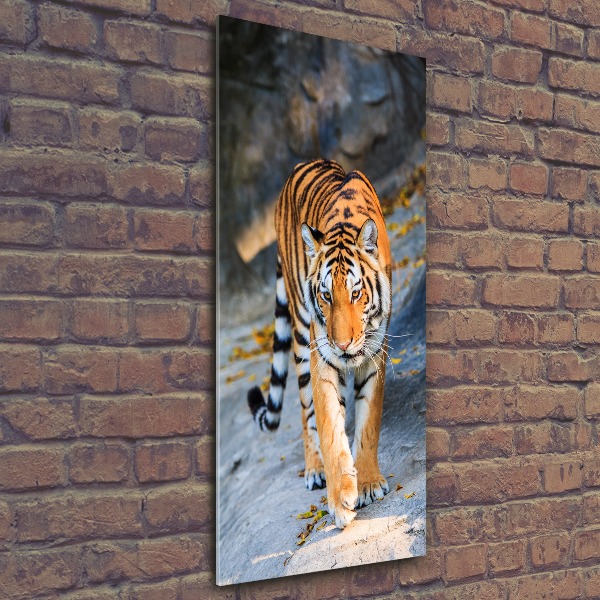 Print on acrylic Tiger