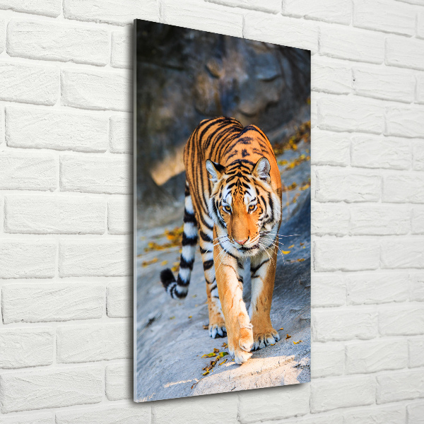 Print on acrylic Tiger