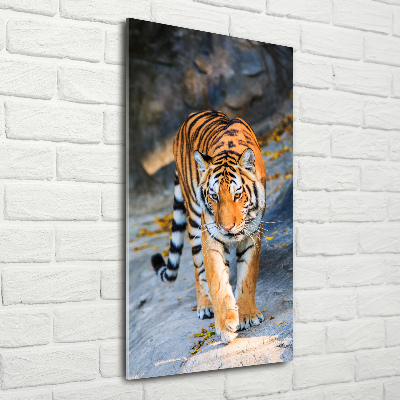 Print on acrylic Tiger