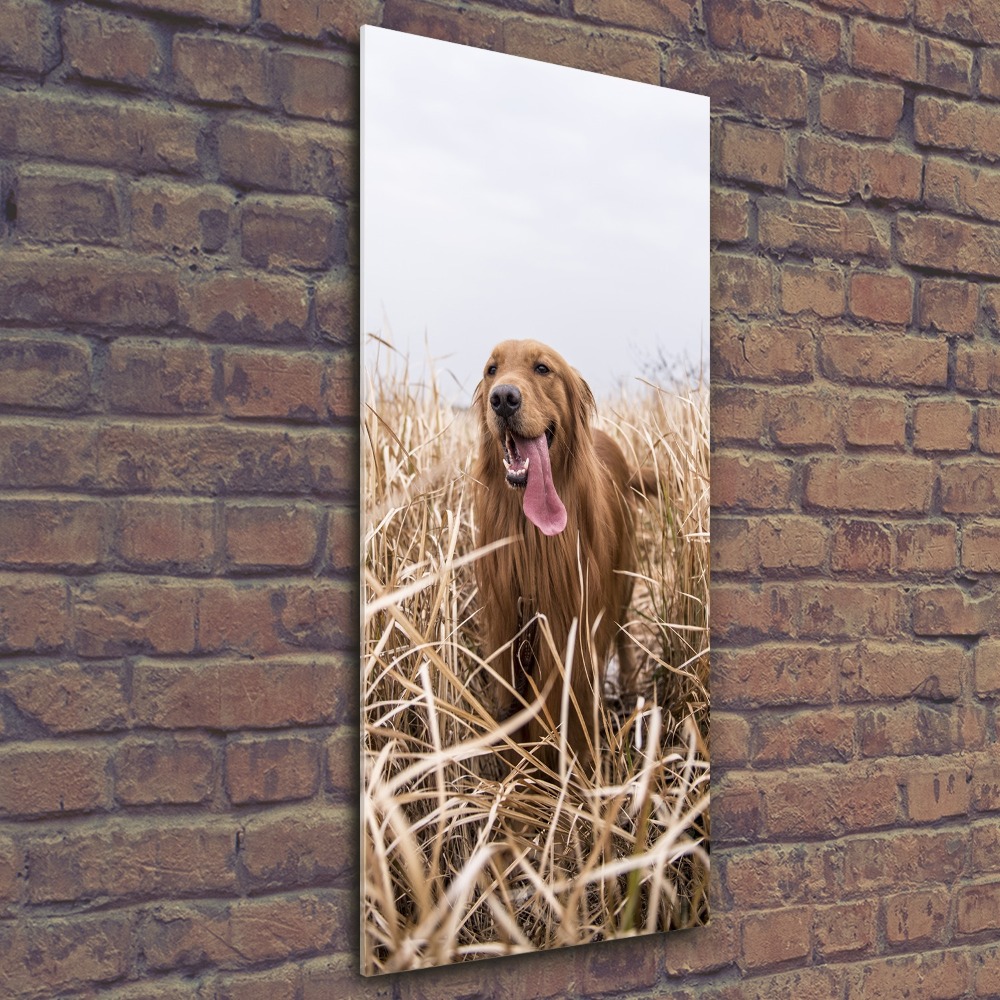 Print on acrylic Golden retriever