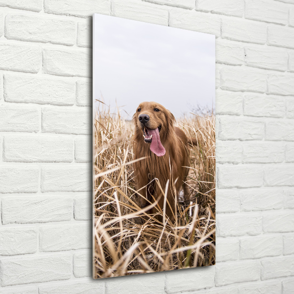 Print on acrylic Golden retriever