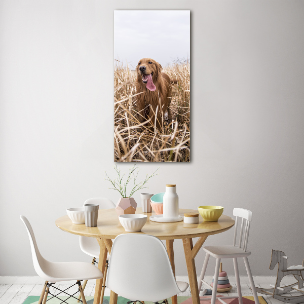 Print on acrylic Golden retriever