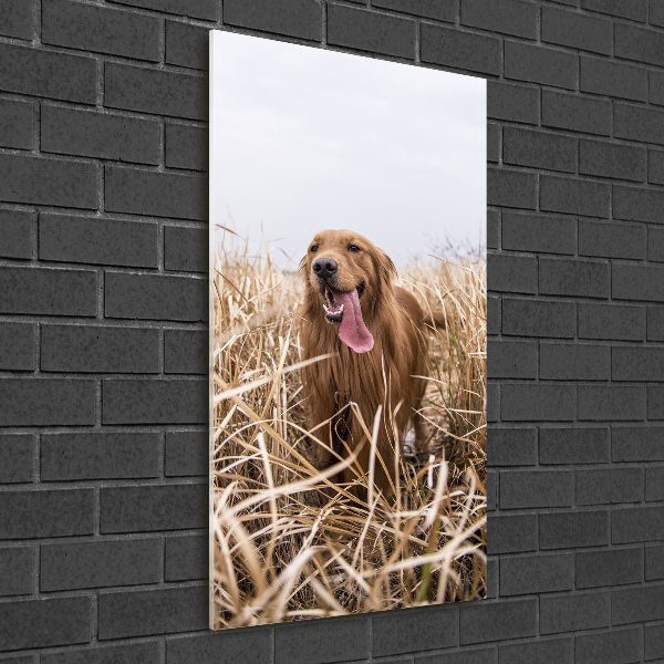 Print on acrylic Golden retriever