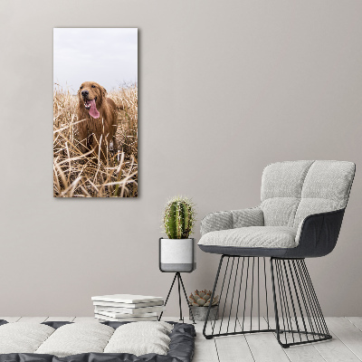 Print on acrylic Golden retriever