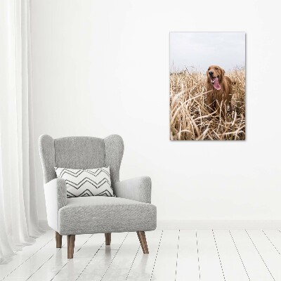 Print on acrylic Golden retriever